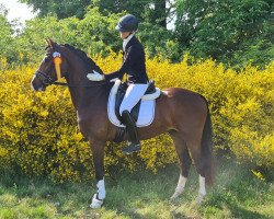 dressage horse Zenon 9 (Oldenburg, 2019, from Zoom)