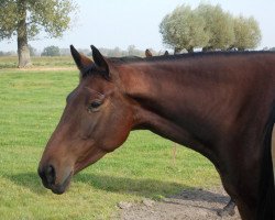 broodmare Arabell (Pinto / Hunter, 2007, from Antyk)