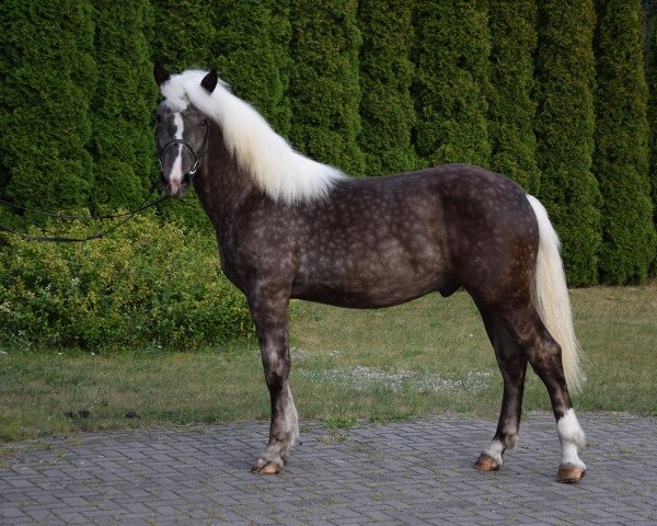 Pferd Junak (Polnisches Kaltblut, 2021)