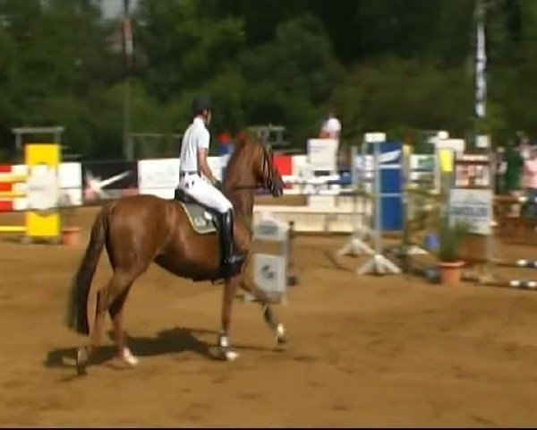 Springpferd Lu Lu 7 (Württemberger, 2005, von Lordanos)