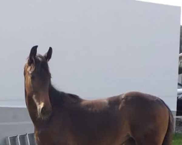 dressage horse Ciara (Hanoverian, 2021, from Confess Color)