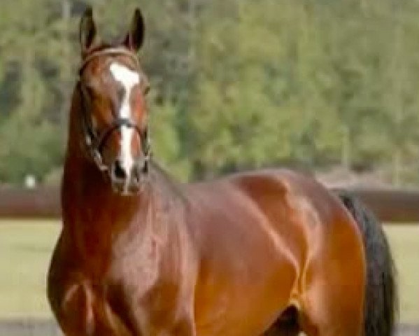 stallion Ruben O (KWPN (Royal Dutch Sporthorse), 1998, from Ulft)