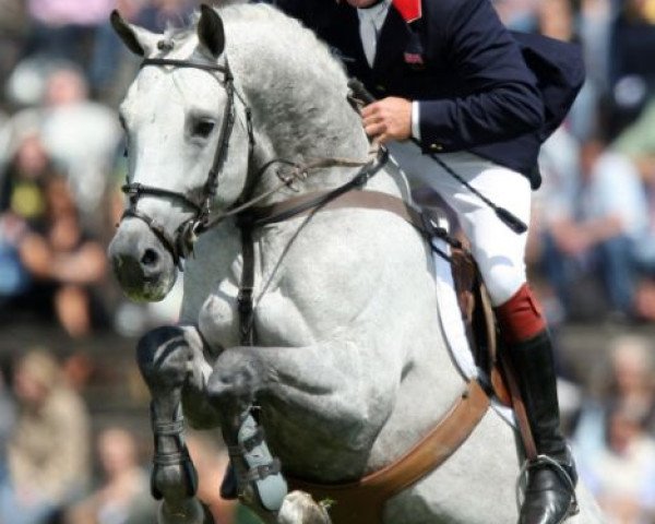 stallion Russel (Holsteiner, 1995, from Corofino I)