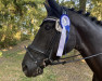 dressage horse Rascalina 3 (Hanoverian, 2007, from Rascalino)