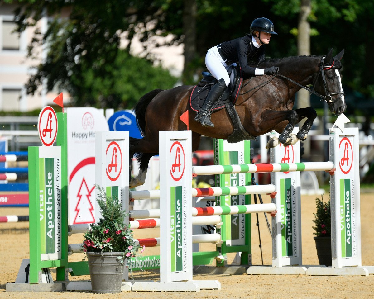 jumper Quick Hunter Hab Z (Zangersheide riding horse, 2016, from Querlybet Hero)