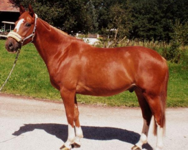 horse Alinghi (Westphalian, 2003, from Adlergrund)