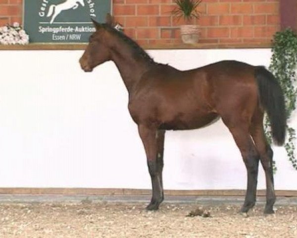 broodmare Candy Z (Zangersheide riding horse, 2011, from Commander van de Helle)