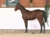 broodmare Candy Z (Zangersheide riding horse, 2011, from Commander van de Helle)