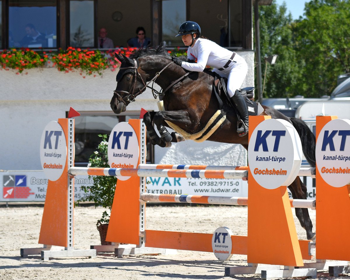 stallion Dialetto 2 (Oldenburg show jumper, 2011, from Diarado)