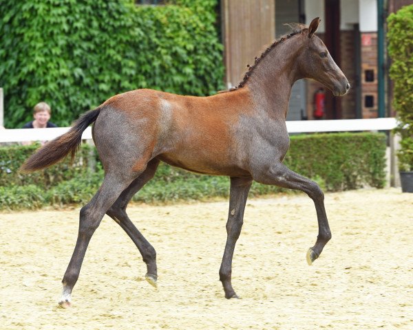 dressage horse Stute von By your Side / Askanier (Westphalian, 2022, from By your Side 3)