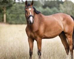 jumper Incendio H (Oldenburg show jumper, 2017, from Clintissimo 197 FIN)