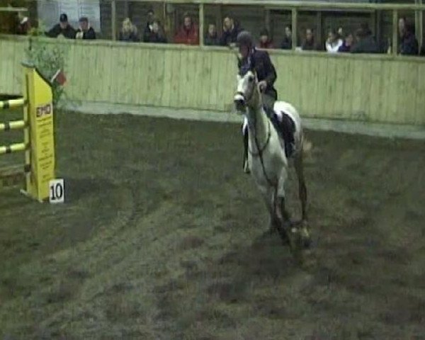 horse Baldini 4 (Holsteiner, 1999, from Baldini I)