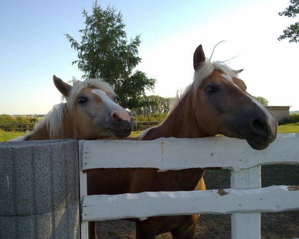 Pferd Heidi (2,34% ox) (Edelbluthaflinger, 2004, von Silbermann I (3,125% ox))