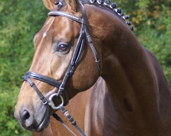 stallion Salut Bonheur (Hanoverian, 2004, from Silvio I)