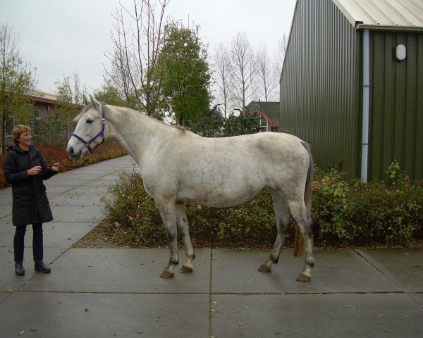 horse P-Texas M (Holsteiner, 2000, from Indoctro)