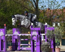 jumper Levkoi 2 (German Sport Horse, 2012, from Levistano)