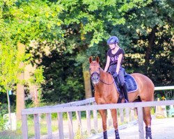 dressage horse First Felice (Hanoverian, 2013, from First Dance)