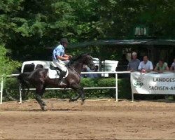 horse Lysanne S (Saxony-Anhaltiner, 2001, from Leumund)