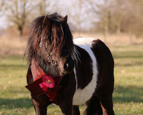 stallion Tamme vom Findling (Shetland Pony, 2019, from Schneltens Titus)