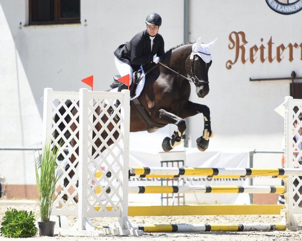 jumper He´s Special (KWPN (Royal Dutch Sporthorse),  , from I'm Special de Muze)