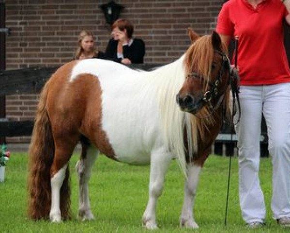 Zuchtstute Ursela v. d. Zandkamp (Shetland Pony, 2004, von Korrect v.d. Zandkamp)