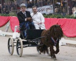 stallion Korrect v.d. Zandkamp (Shetland Pony, 1995, from Attent van de Zandkamp)