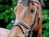 dressage horse Bellini 34 (Trakehner, 1998, from Augustinus xx)