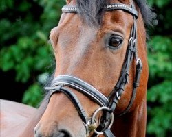 dressage horse Bellini 34 (Trakehner, 1998, from Augustinus xx)