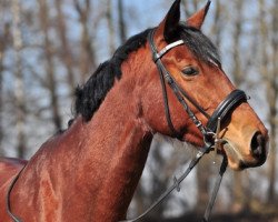 Pferd La Princesse (Württemberger, 2004, von Playboy)