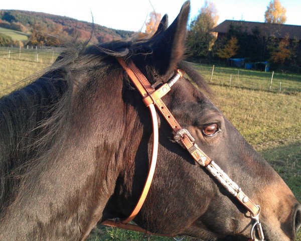 horse Rocky (Württemberger, 1993, from Rico)