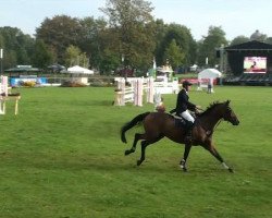 Springpferd Louis 90 (Hessisches Warmblut, 1996, von Larome)