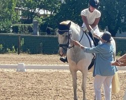 dressage horse Cruzado (Andalusier, 2014)