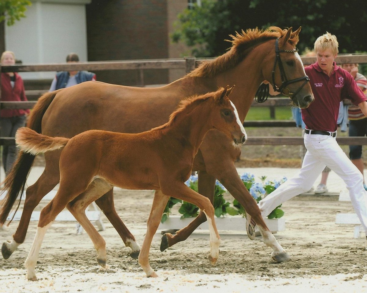 jumper Channa (Holsteiner, 2010, from C-Trenton Z)