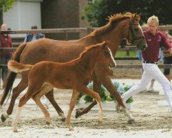 Springpferd Channa (Holsteiner, 2010, von C-Trenton Z)