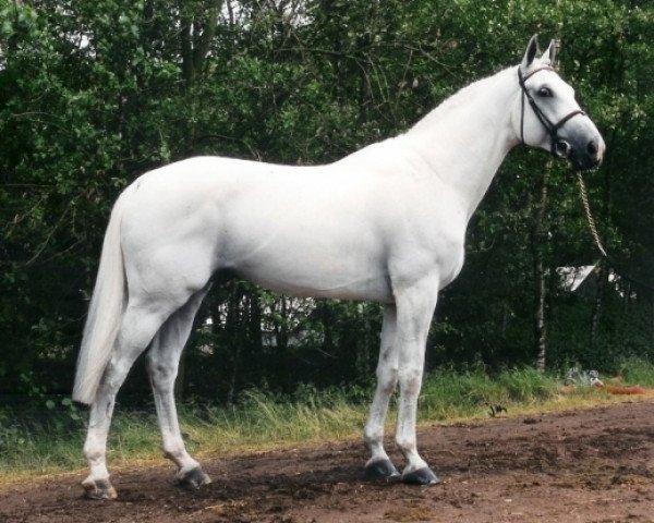 stallion Mr Blue (Dutch Warmblood, 1988, from Couperus)