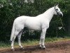 stallion Mr Blue (KWPN (Royal Dutch Sporthorse), 1988, from Couperus)