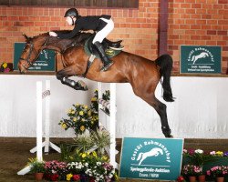 jumper Dollar Girl 39 (Zangersheide riding horse, 2007, from Dollar de la Pierre)