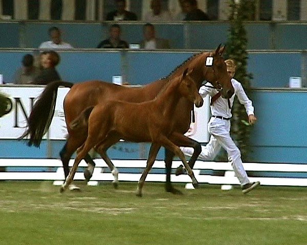 Zuchtstute Je Reviens (Koninklijk Warmbloed Paardenstamboek Nederland (KWPN), 1991, von Concorde)
