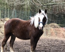 horse Weissherbst (Black Forest Horse, 2020, from Wellenstein)