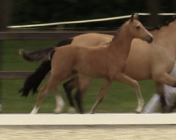 Dressurpferd Hengst von FS Next Diamond / Sea Bird Fast (Deutsches Reitpony, 2022, von FS Next Diamond)