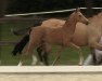 dressage horse Hengst von FS Next Diamond / Sea Bird Fast (German Riding Pony, 2022, from FS Next Diamond)