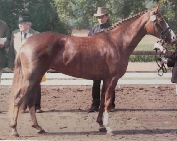 broodmare Belle Rouge WE (German Riding Pony, 2004, from Black Boy)