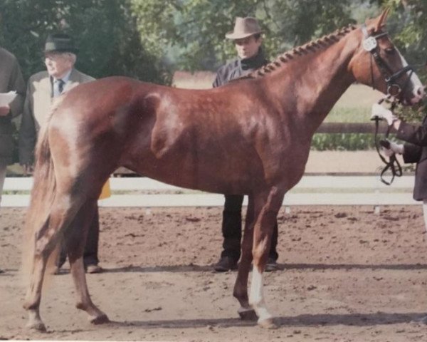 Zuchtstute Belle Rouge WE (Deutsches Reitpony, 2004, von Black Boy)