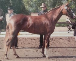 Zuchtstute Belle Rouge WE (Deutsches Reitpony, 2004, von Black Boy)