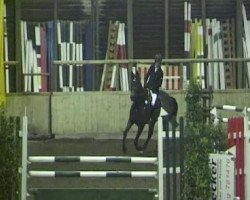 horse Latoura 2 (Hessian Warmblood, 2000, from Latouro)