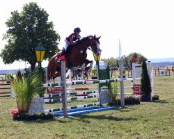 Springpferd Galady (KWPN (Niederländisches Warmblut), 2011, von Blend)