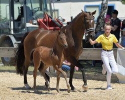 dressage horse Marty McFly (German Sport Horse, 2022, from Majestic Taonga)