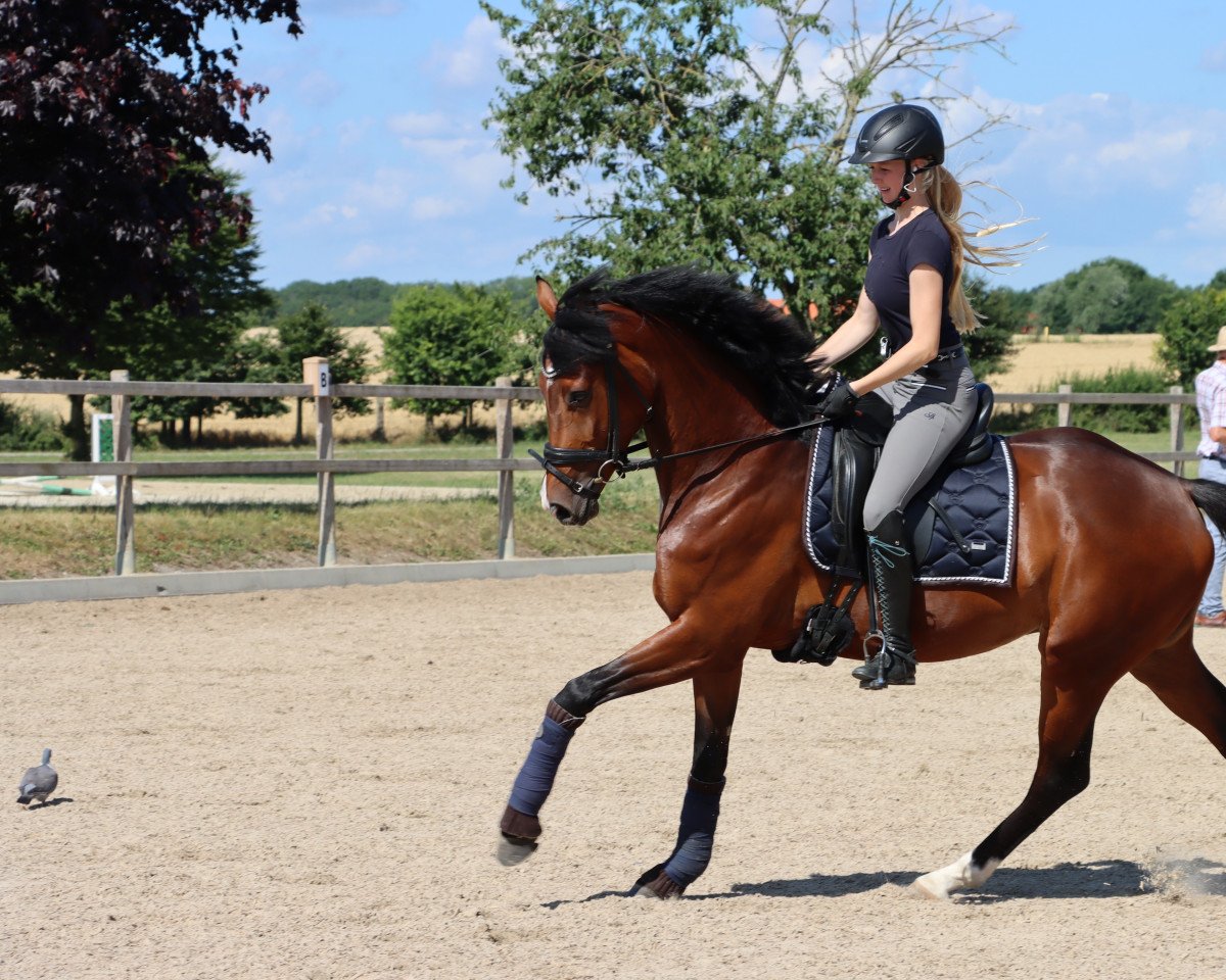 dressage horse Don't Forget 16 (Westphalian, 2018, from Blue Hors Dreamline)
