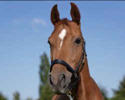 broodmare Sissi (Westphalian, 2014, from Sir Heinrich OLD)