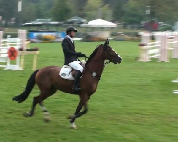 jumper Little Joe (German Sport Horse, 2004, from Littlefield)